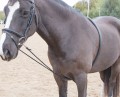 Soft Lunging Aid